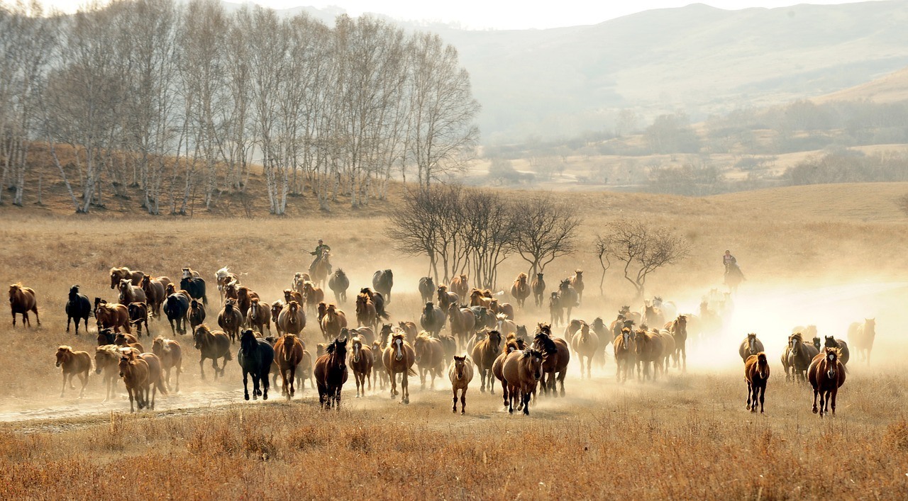 A herd of horses on dry grass