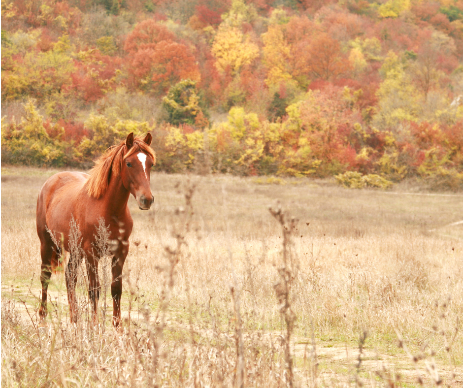 red chestnut horse - Canva