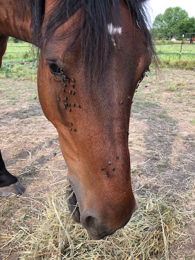 a brown horse with a white star on his forehead. He has flies on his face