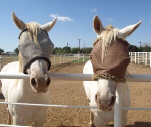 two white horses wearing fly masks and looking over a fence