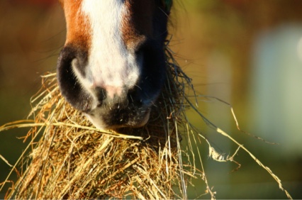 The nose of a horse eating hay BarbaraEllinFox.com