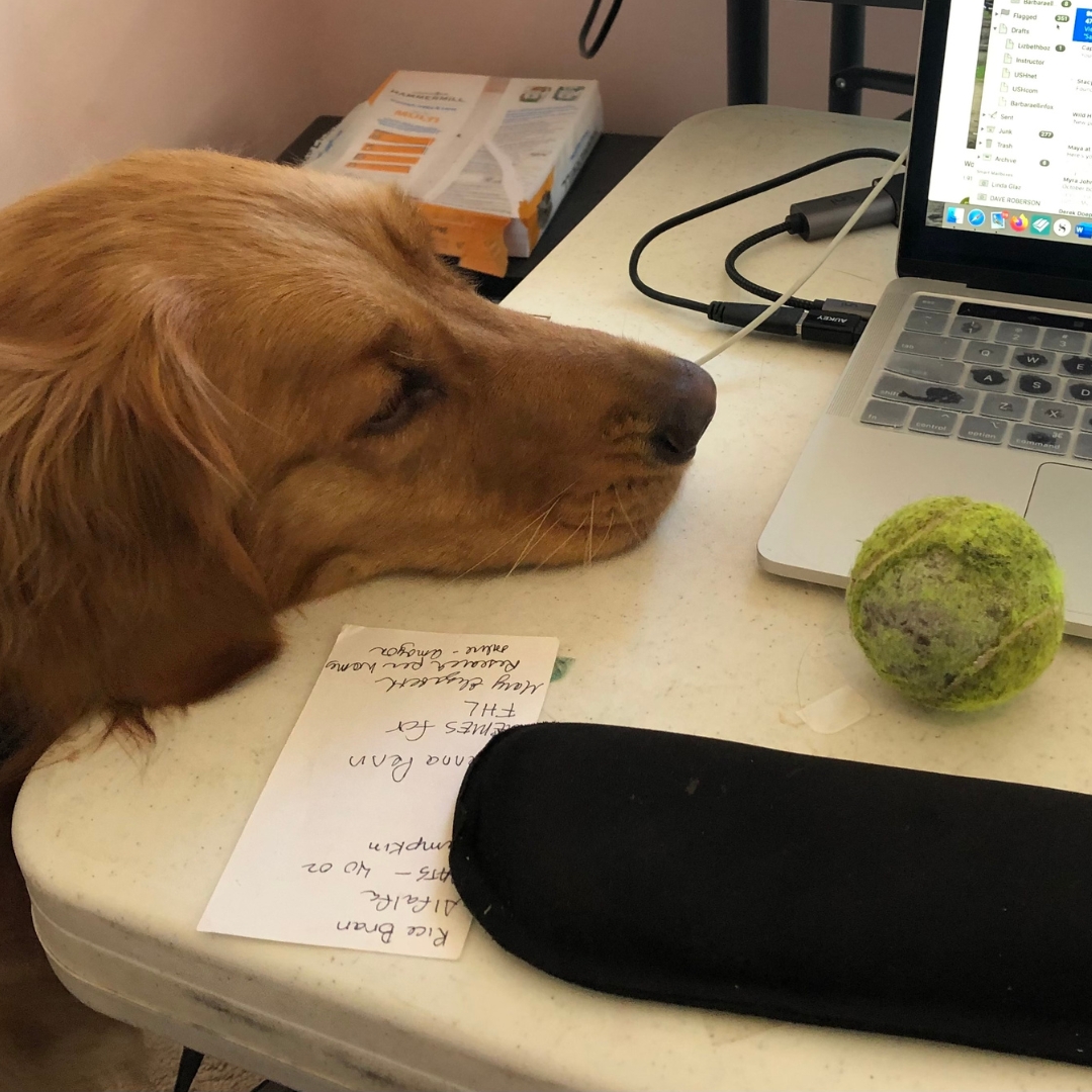 A tan dog with it's head resting on a table with its tennis ball and a laptop