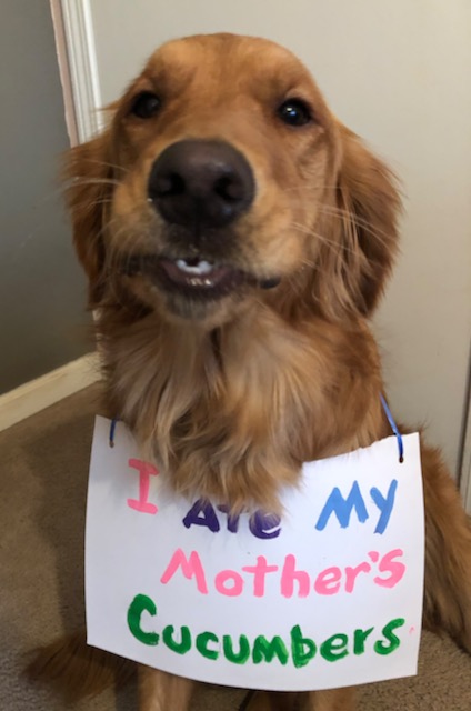 a tan dog wearing a paper sign that reads I ate my mother's cucumbers