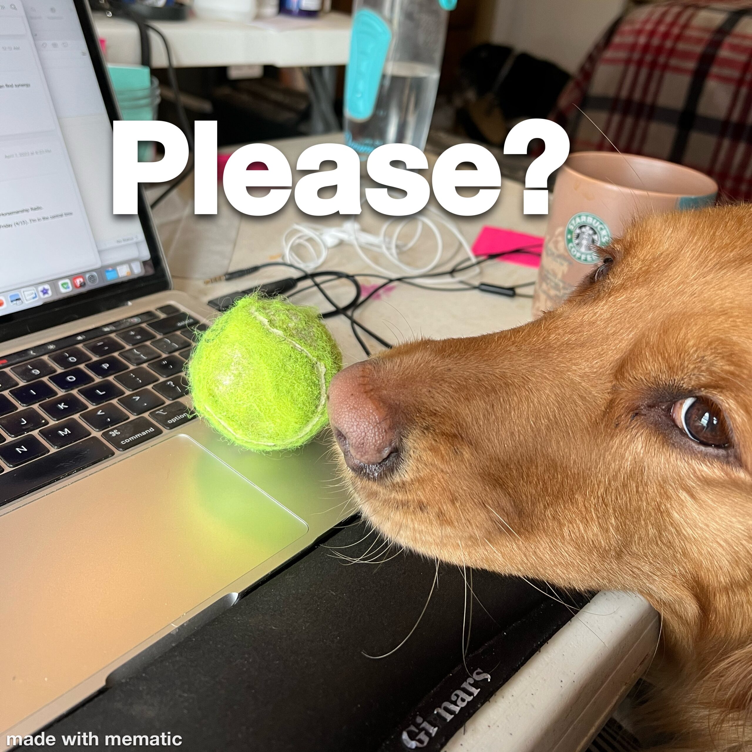 A brown dog has put a tennis ball on a laptop keyboard