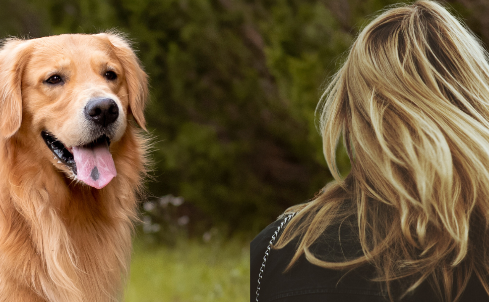 A golden Retriever and a Blonde Lady