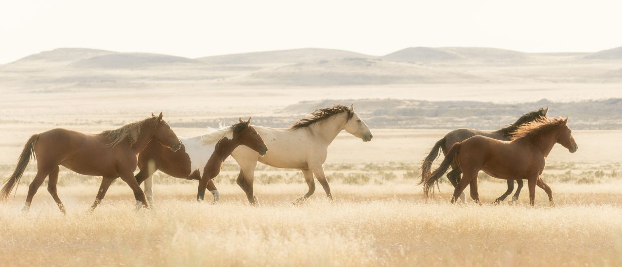 wild horses running across the prairie
