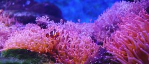 A clown fish in pink sea urchins Second Chance Character Arc BarbaraEllinFox.com