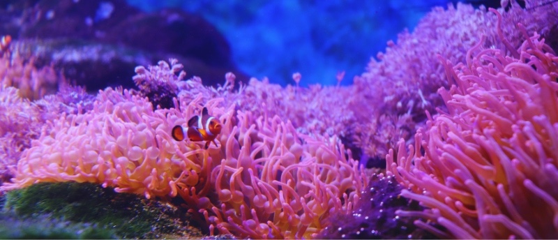 A clown fish in pink sea urchins Second Chance Character Arc BarbaraEllinFox.com