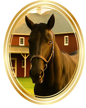 6 Streetwise, the young black gelding from Meadow Lane Farm, walking in the pasture during golden hour.