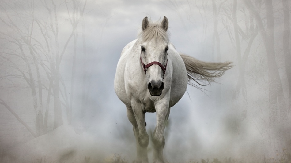 A gray horse walking through the fog blog post Falling in Love with the Life You Thought You Left Behind by Barbara Ellin Fox